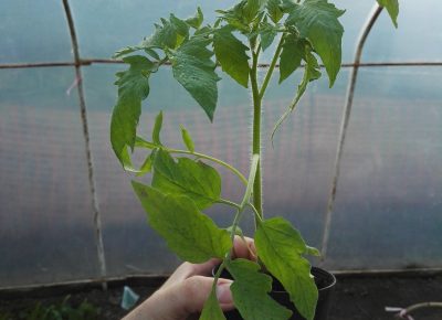 Rasad paradajza(Big bef i Angelina)