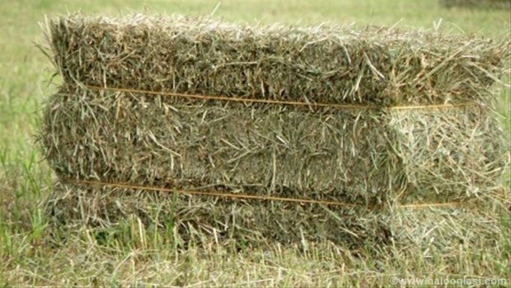 Balirana lucerka