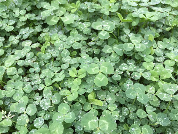 Detelina
