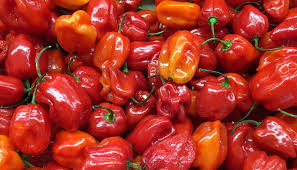 Habanero ljuta paprika